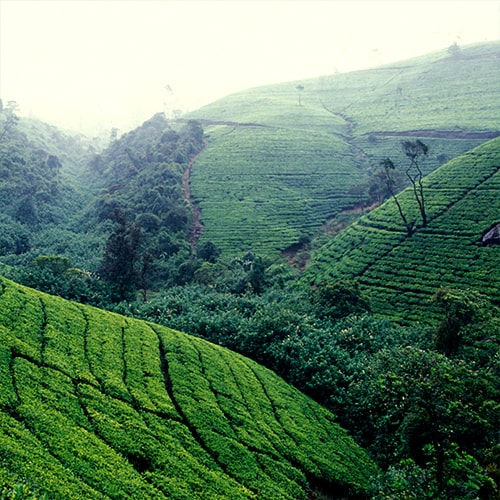 Tea Plantation - Tourism - Sri Lanka