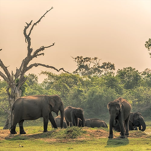 Elephants - Saffari - Yala - Tour - Sri Lanka - Panther - Bird Watching