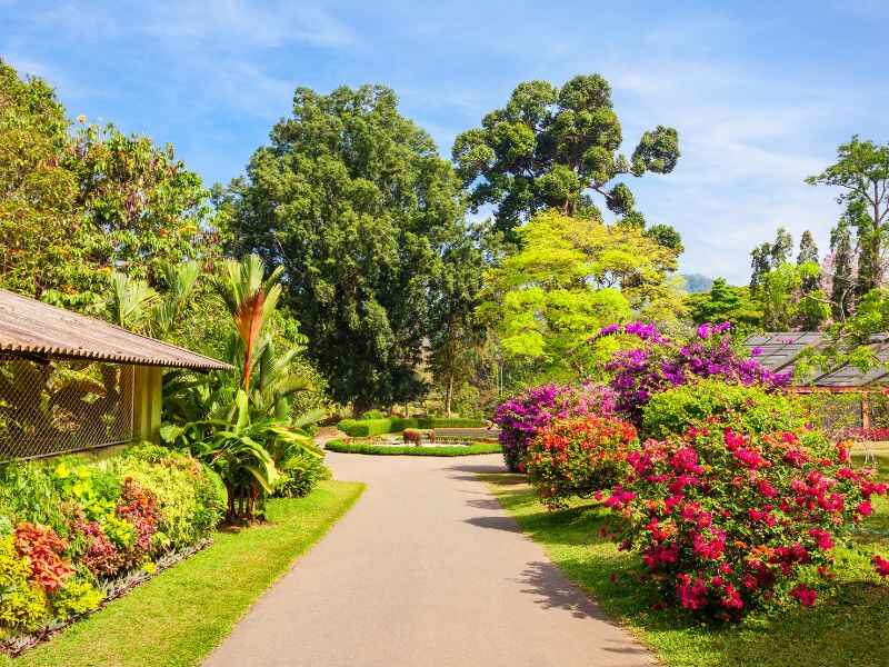 Botnican Garden – Peradeniya – Kandy – Sri Lanka -Cresta Holidays