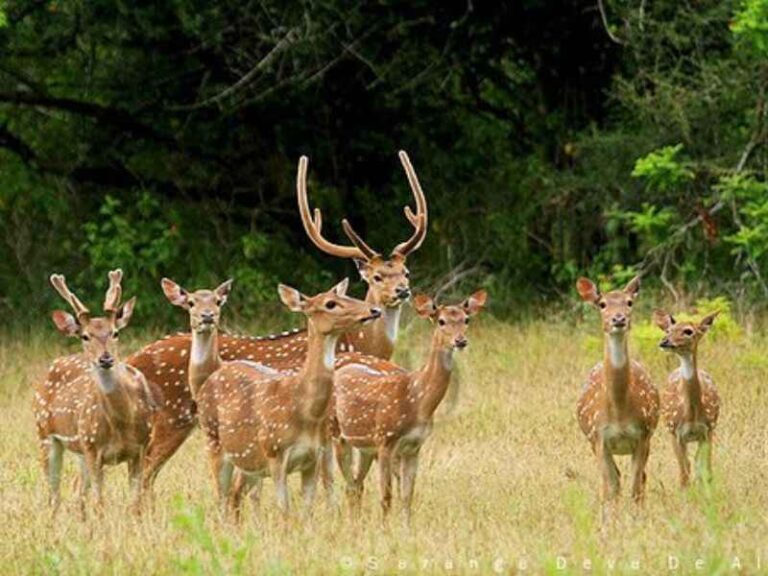 Deer - Udawalawa National Park - Sri Lanka - crestaholidays.com