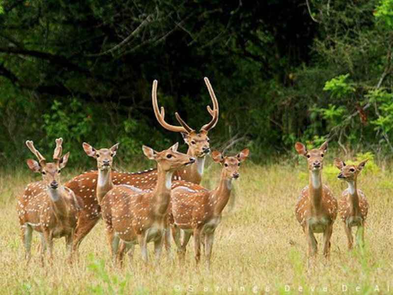 Deer – Udawalawa National Park – Sri Lanka – crestaholidays.com