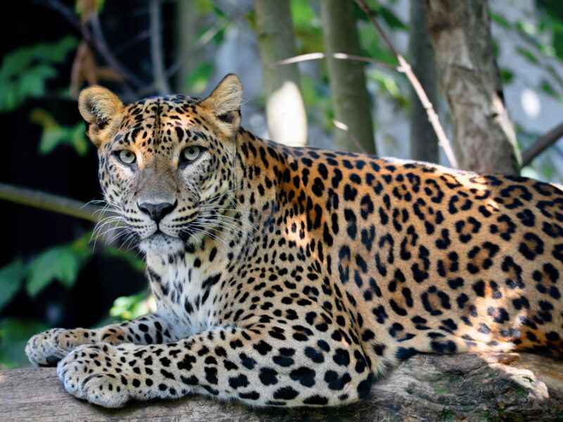 Leopard – Yala National Park- Sri Lanka – crestaholidays.com