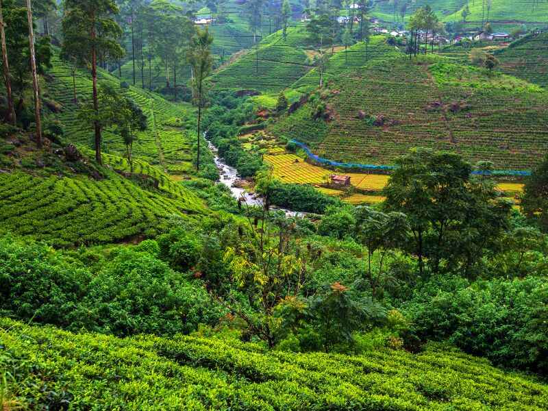 Nuwara eliya-tea plantation-tourism-tea state- tea-hill country