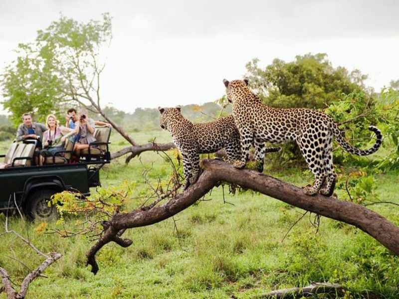 Yala – Leopard- Photography – safari- Sri Lanka – crestaholidays.com