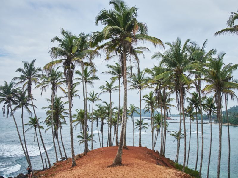 coconut tree hill-mirissa-sri lanka-beach