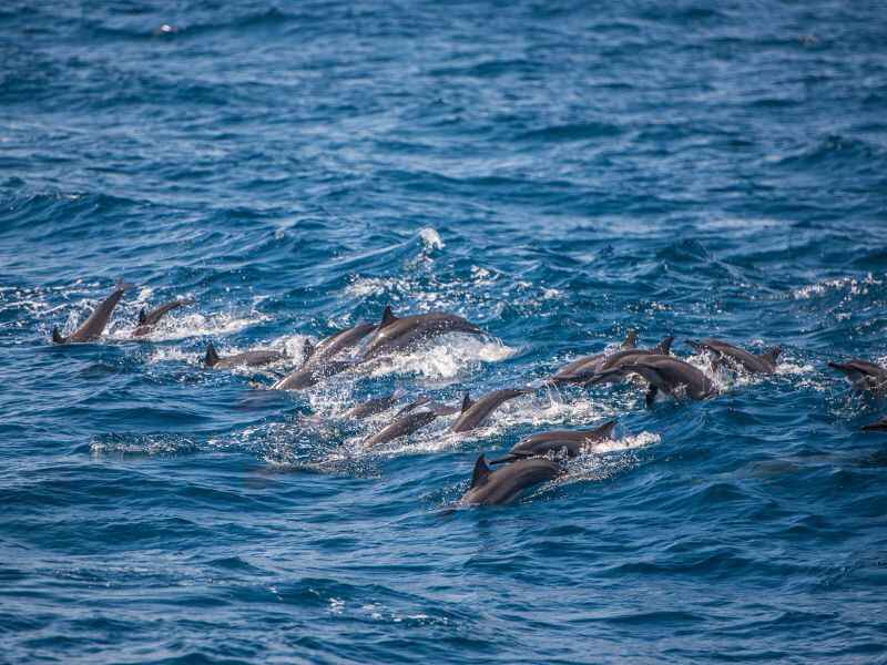 dolphins-playing-sri lanka-mirissa