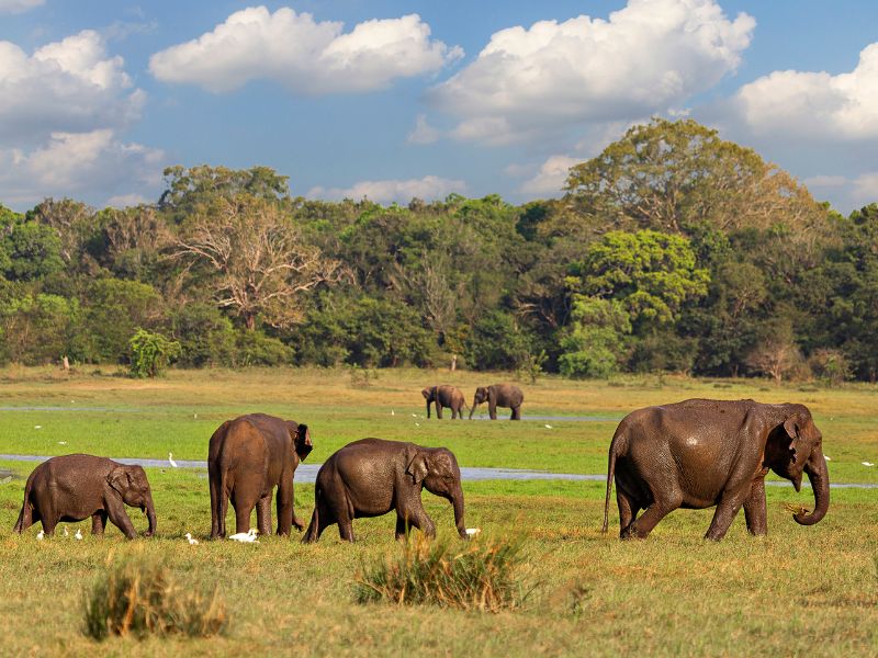 elephant gathering-yala national park-sri lanka-wild elephants