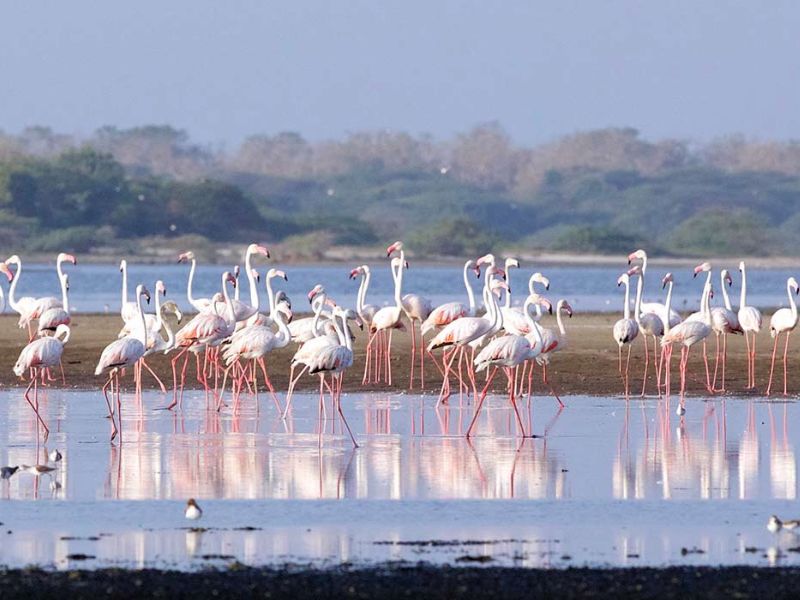 mannar-bird watching-tour-sri lanka