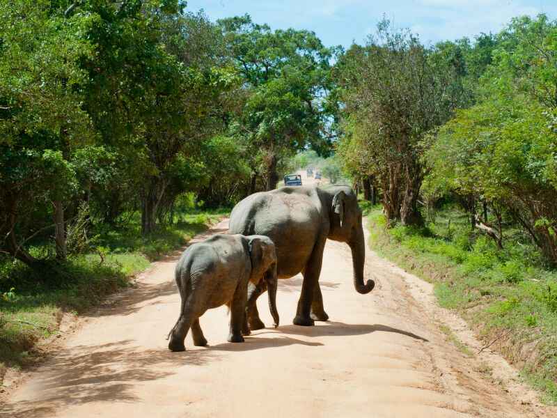 minneriya safari-elephant-wild life-safari-sri lanka