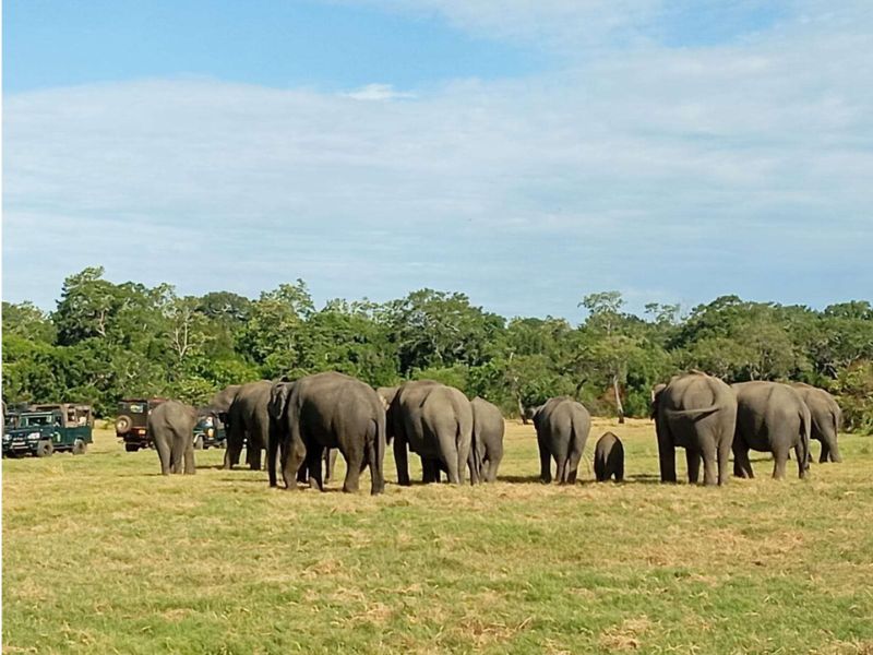 minneriya safari-sri lanka-tourism