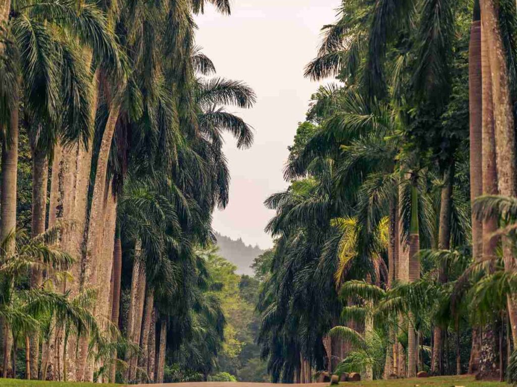 peradeniya-botnical garden-tourism-sri lanka