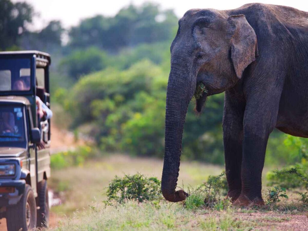 safari-yala-sri lanka-elephant