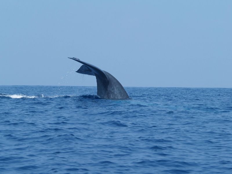 whales watching-mirissa-sri lanka