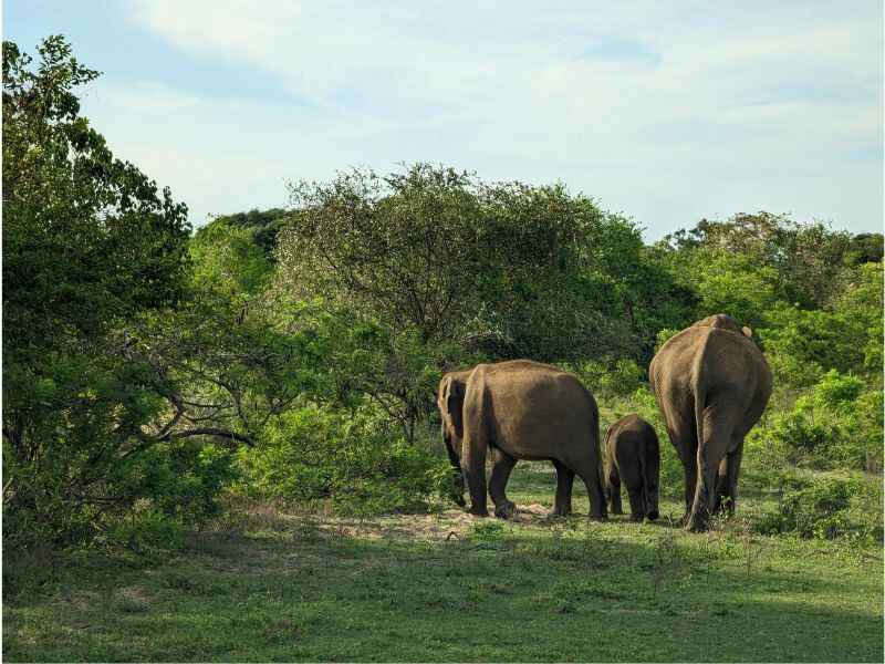 wild elephant- yala-safari-sri lanka-elephant family