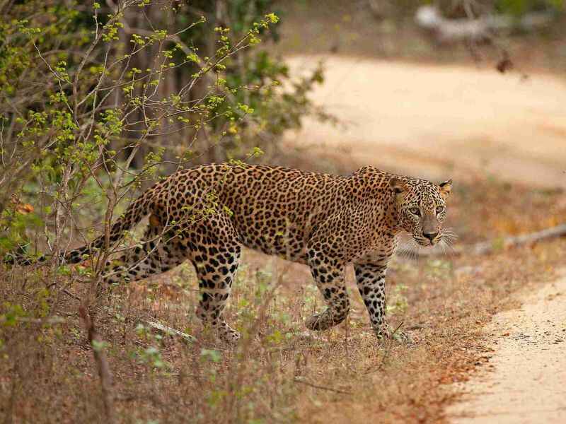 yala-lepord-safari-wild-sri lanka