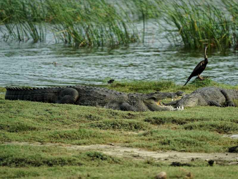 yala national park-safari-sri lanka