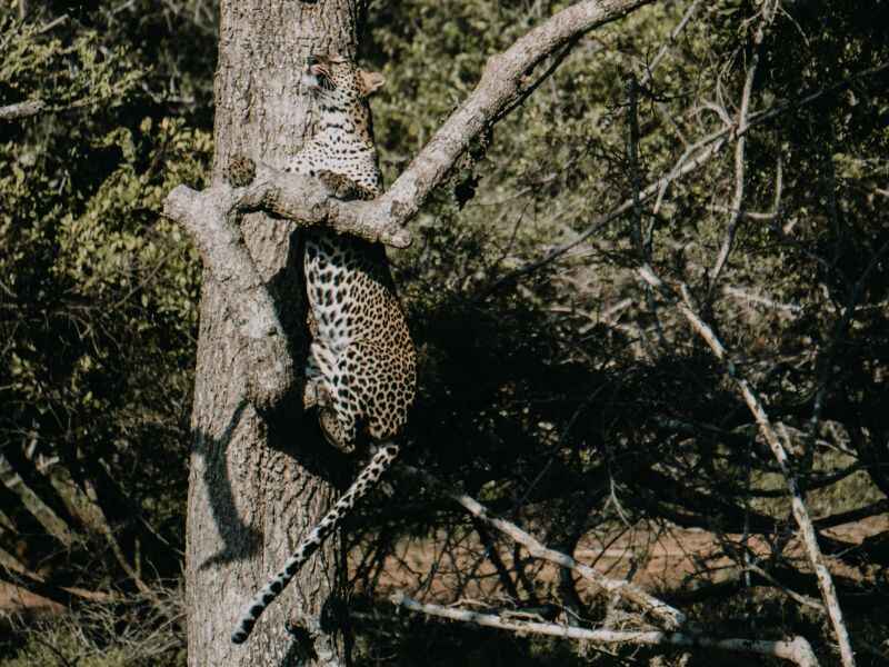 yala safari-sri lanak